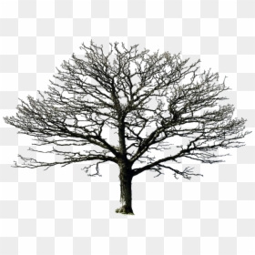 Bare Tree Png By Doloresminet - Dead Tree Transparent Background, Png Download - bare trees png