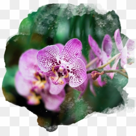 Transparent Ramos De Flores Png - Plantas Hornamentales Con Sus Nombres, Png Download - flores blancas png