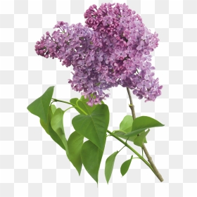 Purple Lilacs Clipart, HD Png Download - flores blancas png