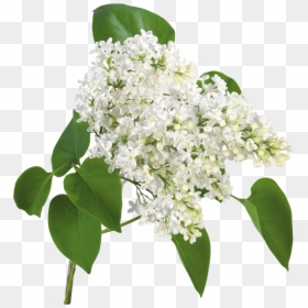 White Lilac Flower Png, Transparent Png - flores blancas png