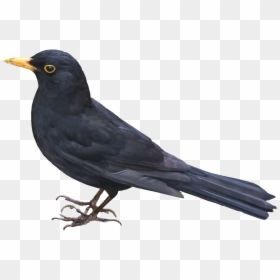 Thumb Image - Blackbird Png, Transparent Png - passarinho png