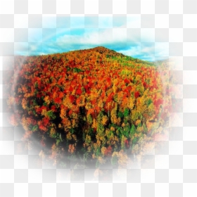 Transparent Paisaje Png - Autumn Canada, Png Download - flores blancas png