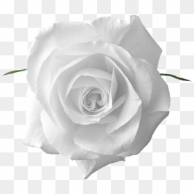 White Rose Png Transparent, Png Download - flores blancas png