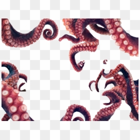 Transparent Octopus Tentacles, HD Png Download - tentacle png