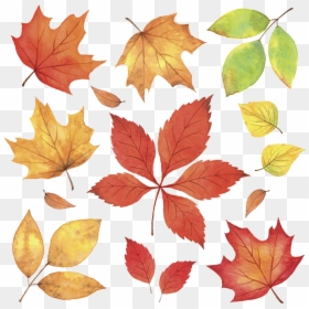 Autumn Leaves, HD Png Download - falling leaves png