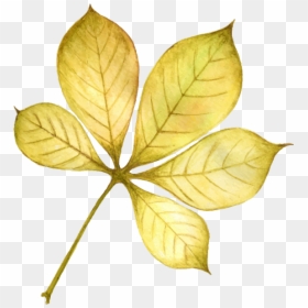 Beech, HD Png Download - falling leaves png