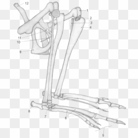 Kangaroo Leg Bone Structure, HD Png Download - legs png