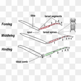 Tarsi Segments, HD Png Download - legs png