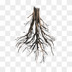 Tree Root Png, Transparent Png - tree roots png