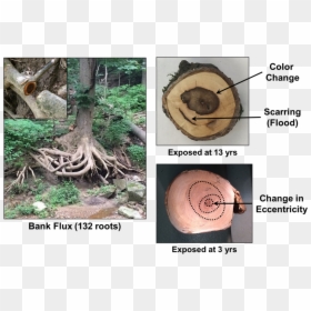Tree Root Cross Section, HD Png Download - tree roots png