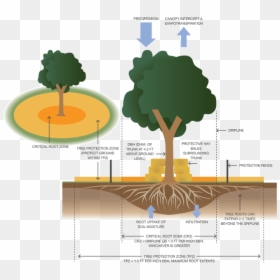 Tree Protection On Construction Sites, HD Png Download - tree roots png