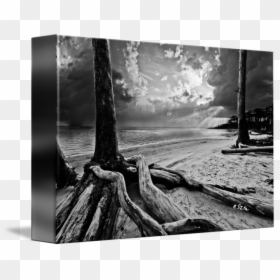 Great Big Canvas, HD Png Download - tree roots png