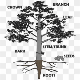 Hevea Brasiliensis Roots, HD Png Download - vhv