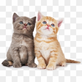 Transparent Background Cats Png, Png Download - cats png