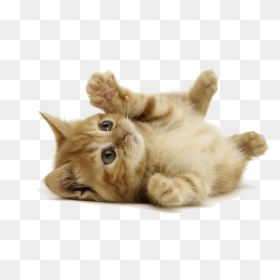 Little Cat, HD Png Download - cats png