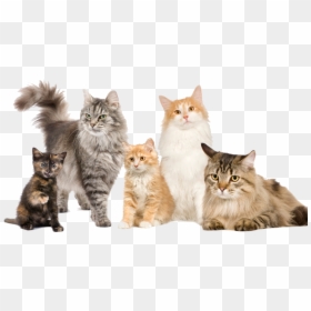 Pet Cats, HD Png Download - cats png