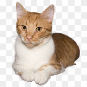 Kucing Png, Transparent Png - cats png