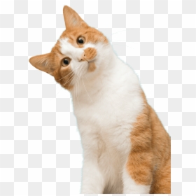 Orange Cat Png, Transparent Png - cats png