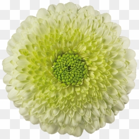 Common Zinnia, HD Png Download - kermit png