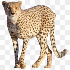 Wild Animal Png, Transparent Png - cheetah png