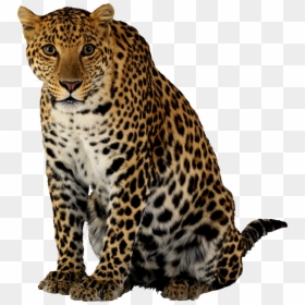 Leopard Png, Transparent Png - cheetah png