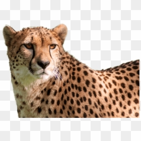 Cheetah Head Transparent Background, HD Png Download - cheetah png