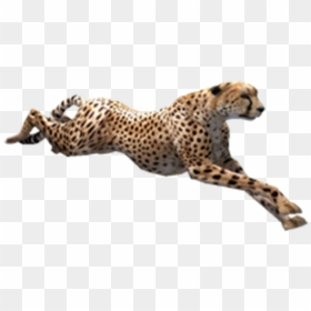 Cheetah Png, Transparent Png - cheetah png