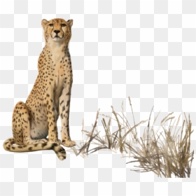 Transparent Background Cheetah Sitting, HD Png Download - cheetah png