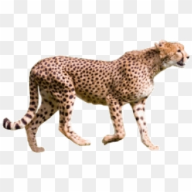 Transparent Cheetah, HD Png Download - cheetah png