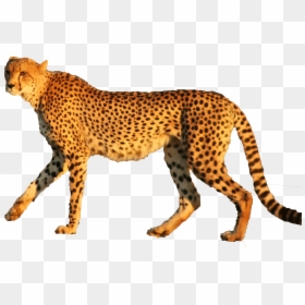 Cheetah, HD Png Download - cheetah png