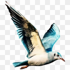 #ave #passaro #passarinho #adesivo #sticker #bird #bird - Water Bird, HD Png Download - passarinho png