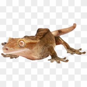 Lizard Png, Transparent Png - geico lizard png