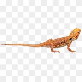 Wall-lizard - Stock.xchng, HD Png Download - geico lizard png
