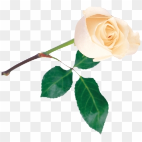 Rosas Blancas - Garden Roses, HD Png Download - rosas blancas png