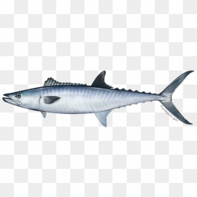 Transparent Fish Illustration Png - Spanish Mackerel Clipart, Png Download - fish illustration png