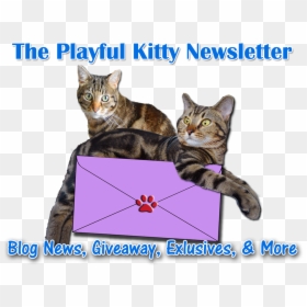 Subscribe To Our Newsletter - Cat Grabs Treat, HD Png Download - cat laying down png