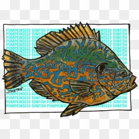 Pumpkinfish Midwestflyfishingexpopin, HD Png Download - fish illustration png