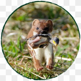 Stoat Running With Dead Bird In Mouth - Stoat New Zealand, HD Png Download - dead bird png