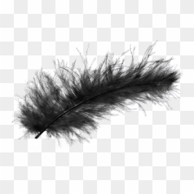 Transparent Black Feather Png - Transparent Background Black Feathers Png, Png Download - peacock feather vector png
