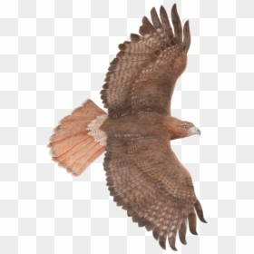 Falcon Clipart Red Tailed Hawk - Hawks Transparent, HD Png Download - red tailed hawk png