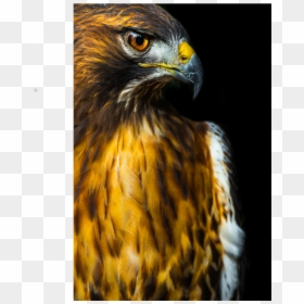 Red-tailed Hawk, HD Png Download - red tailed hawk png