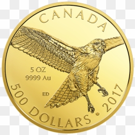 Coin, HD Png Download - red tailed hawk png