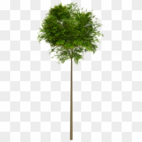 Tree High Leaves - Arboles Sin Fondo Png, Transparent Png - arbol png transparente