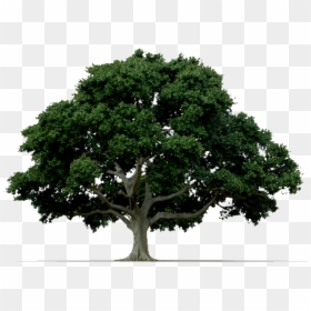 Imagenes De Arbol Png, Transparent Png - arbol png transparente