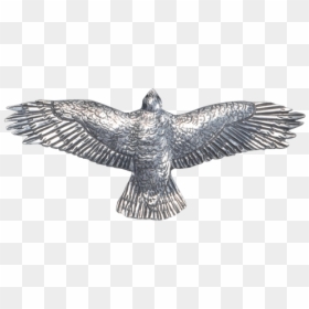 P826a-s00, HD Png Download - red tailed hawk png