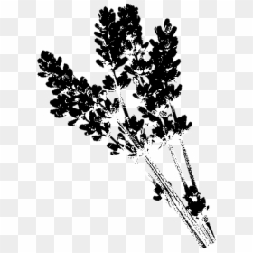 Lavender - Transparent Background Lavender Png Free, Png Download - lavander png