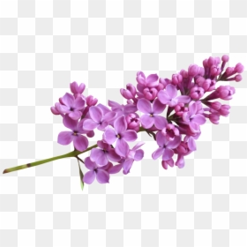 Lilac Png, Transparent Png - lavander png