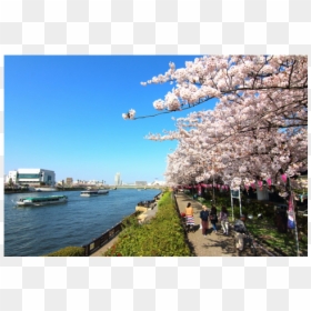 Cherry Blossom, HD Png Download - stormy sky png