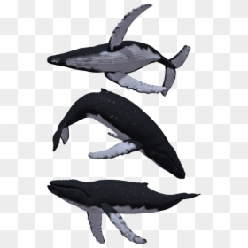 Humpback Whale Png, Transparent Png - whales png