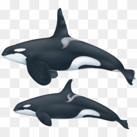 Killer Whale Png, Transparent Png - whales png